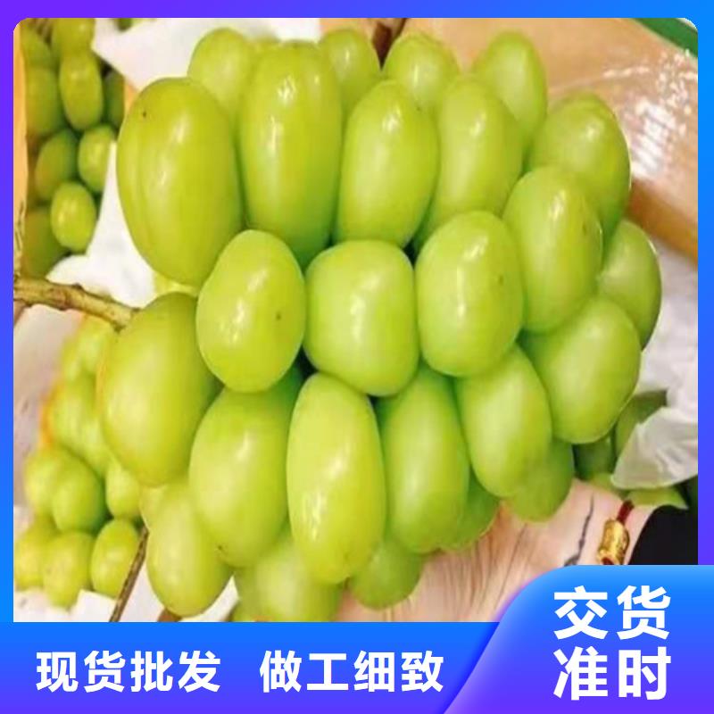 辣椒苗视频-辣椒苗-河南省驻马店市(本土)公司-遂平|新蔡|三门峡|许昌|商丘|鹤壁