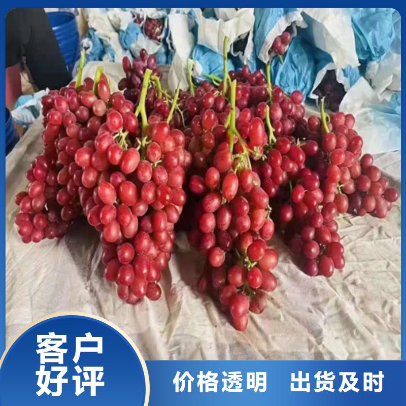 辣椒苗视频-辣椒苗-河南省驻马店市(本土)公司-遂平|新蔡|三门峡|许昌|商丘|鹤壁