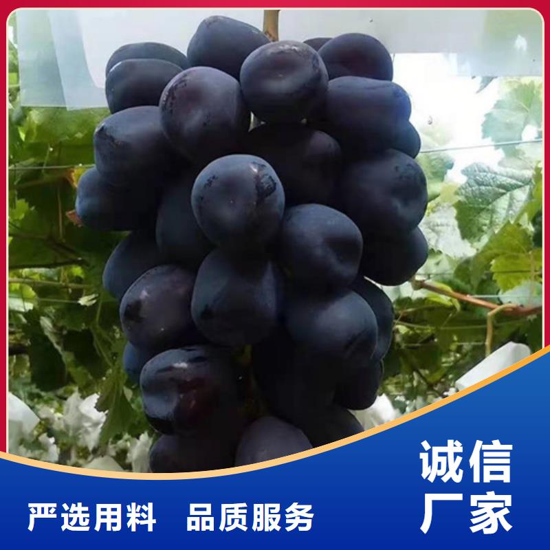 辣椒苗视频-辣椒苗-河南省驻马店市(本土)公司-遂平|新蔡|三门峡|许昌|商丘|鹤壁