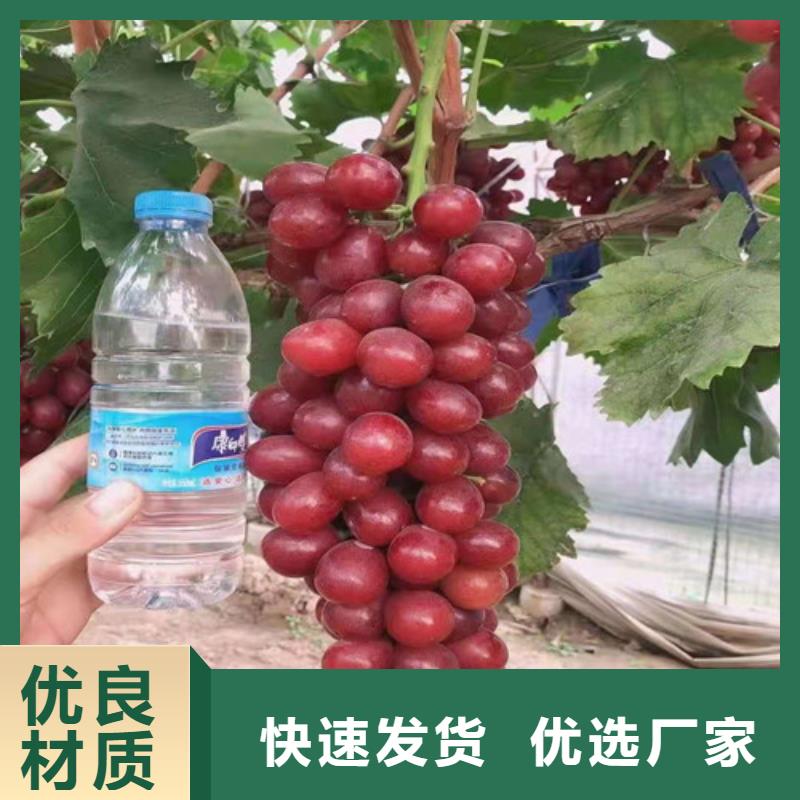 辣椒苗视频-辣椒苗-河南省驻马店市(本土)公司-遂平|新蔡|三门峡|许昌|商丘|鹤壁