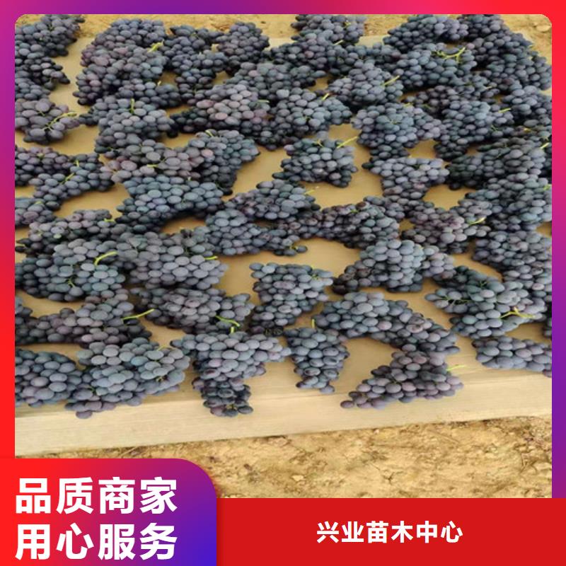 辣椒苗视频-辣椒苗-河南省驻马店市(本土)公司-遂平|新蔡|三门峡|许昌|商丘|鹤壁
