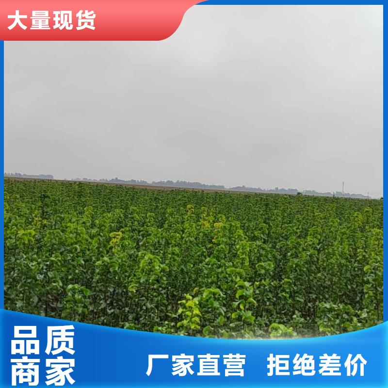 梨红香酥梨树苗供应商