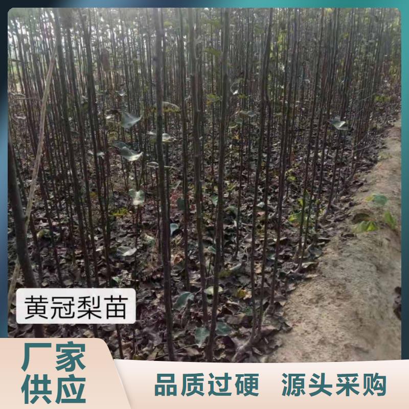 梨红香酥梨树苗供应商