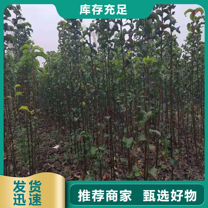 梨红香酥梨树苗供应商
