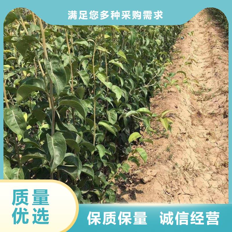 梨红香酥梨树苗供应商