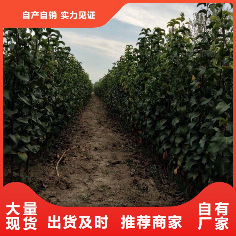 梨红香酥梨树苗供应商