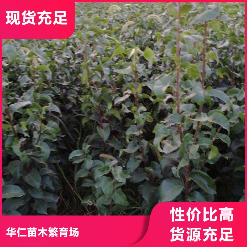梨红香酥梨树苗供应商