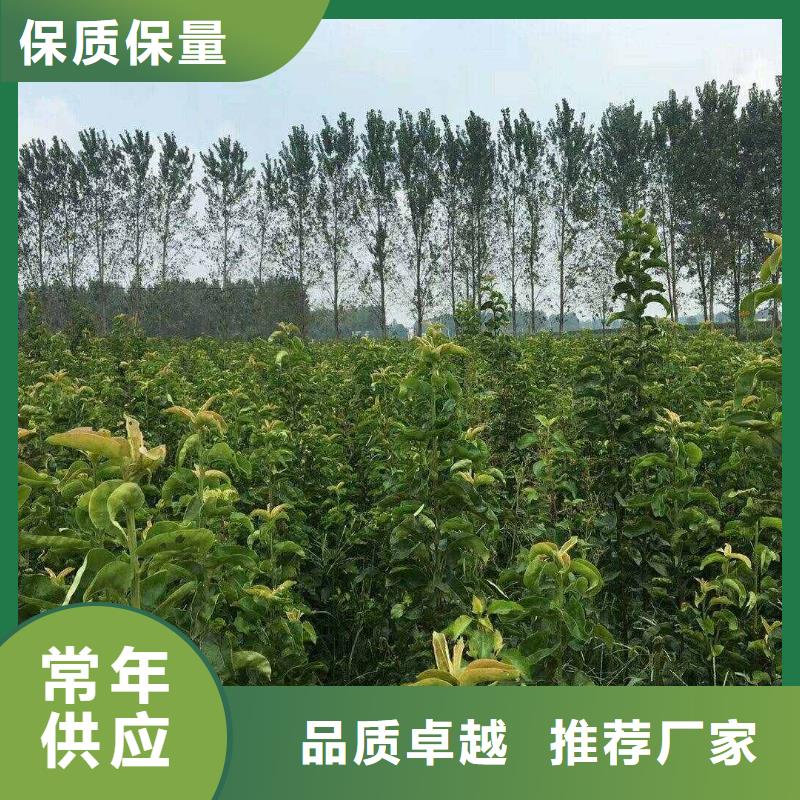 梨红香酥梨树苗供应商
