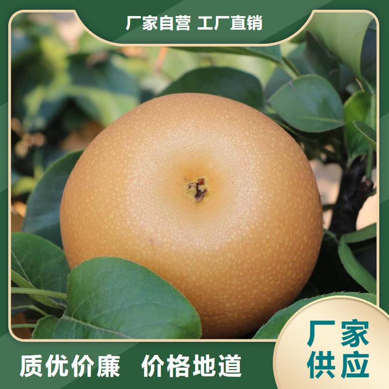 梨红香酥梨树苗供应商