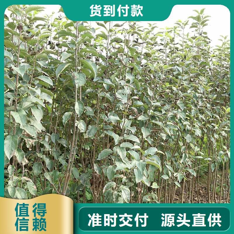 梨红香酥梨树苗供应商