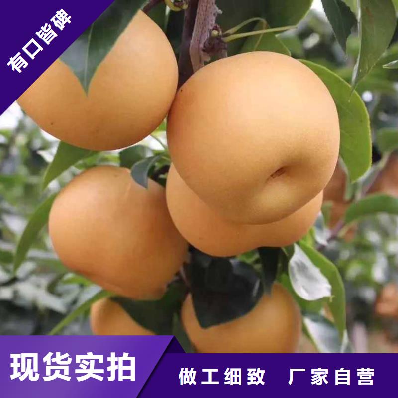 梨红香酥梨树苗供应商