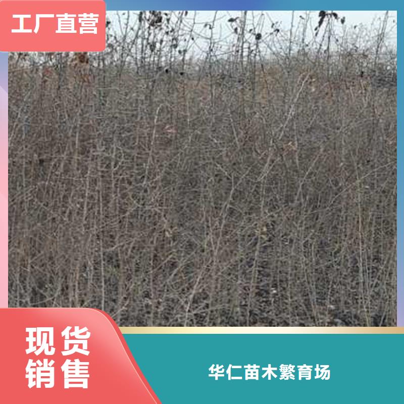 杜梨海棠苗产品细节