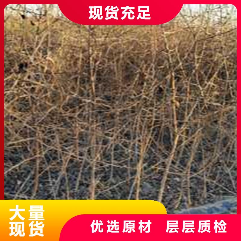 杜梨梨树苗基地厂家直销售后完善