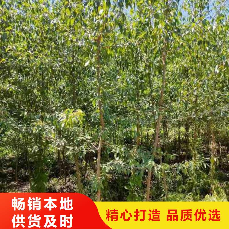 杜梨梨树苗基地厂家直销售后完善