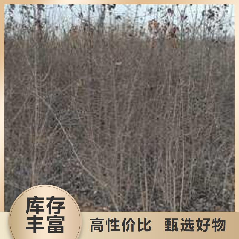 杜梨海棠苗产品细节