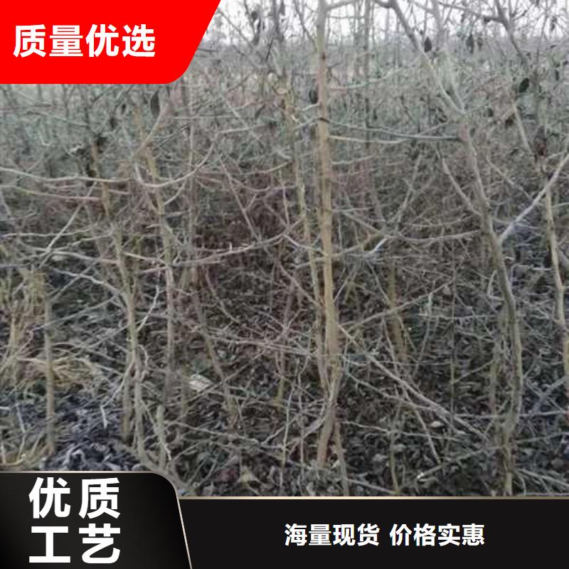 杜梨海棠苗产品细节