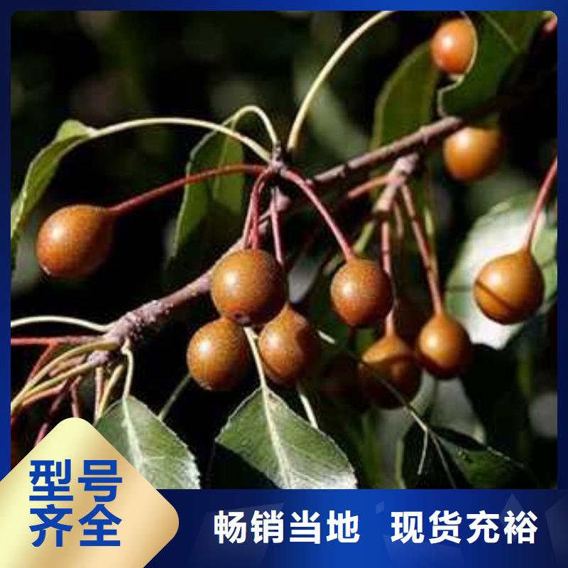 杜梨海棠苗产品细节