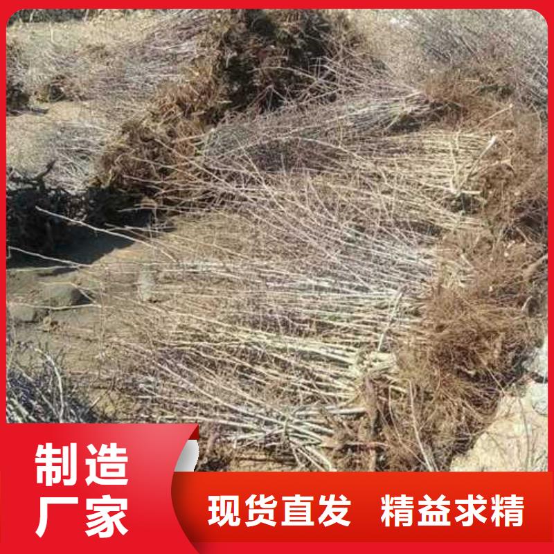 杜梨梨树苗基地厂家直销售后完善