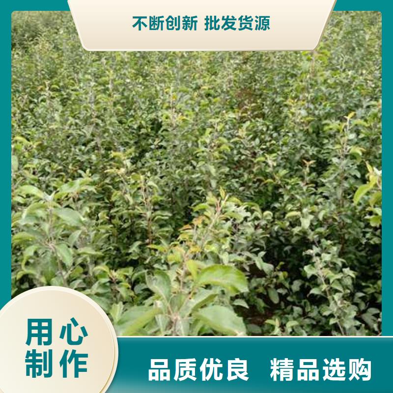 杜梨海棠苗产品细节