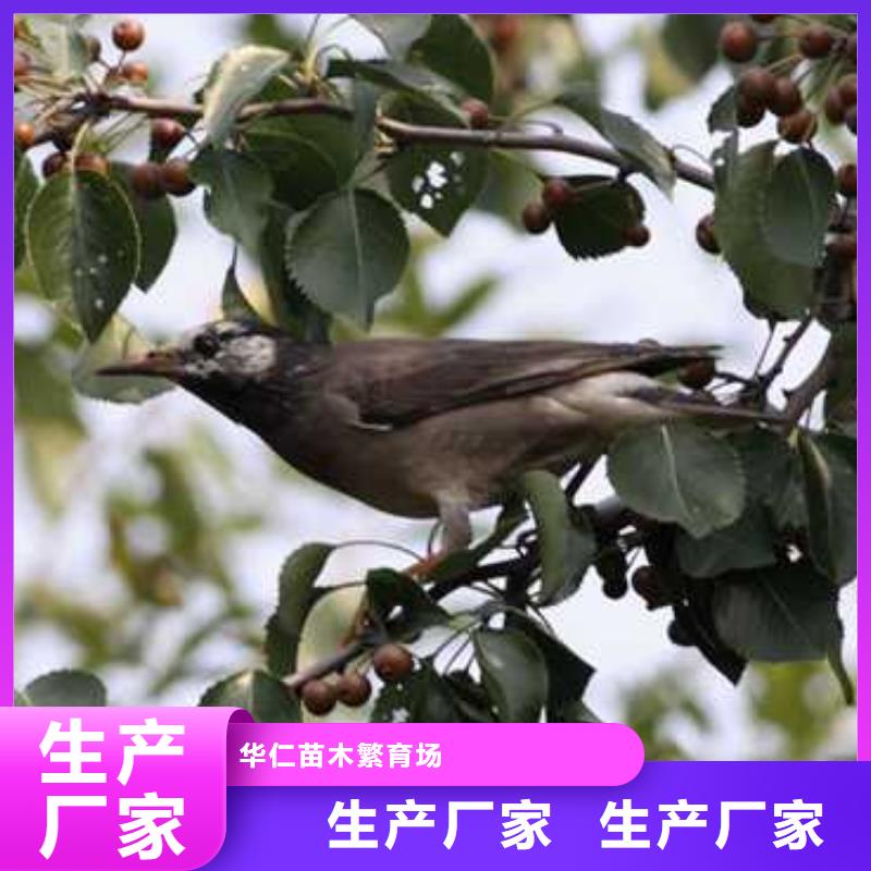 杜梨梨树苗基地厂家直销售后完善