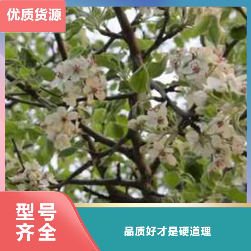 杜梨梨树苗基地厂家直销售后完善