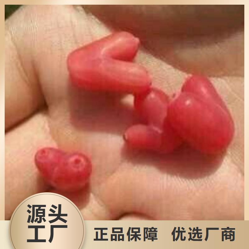 杈杷果石榴树苗高品质诚信厂家