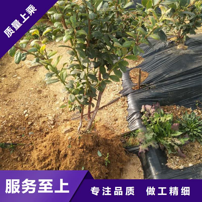 蓝莓苗-李子苗精选货源