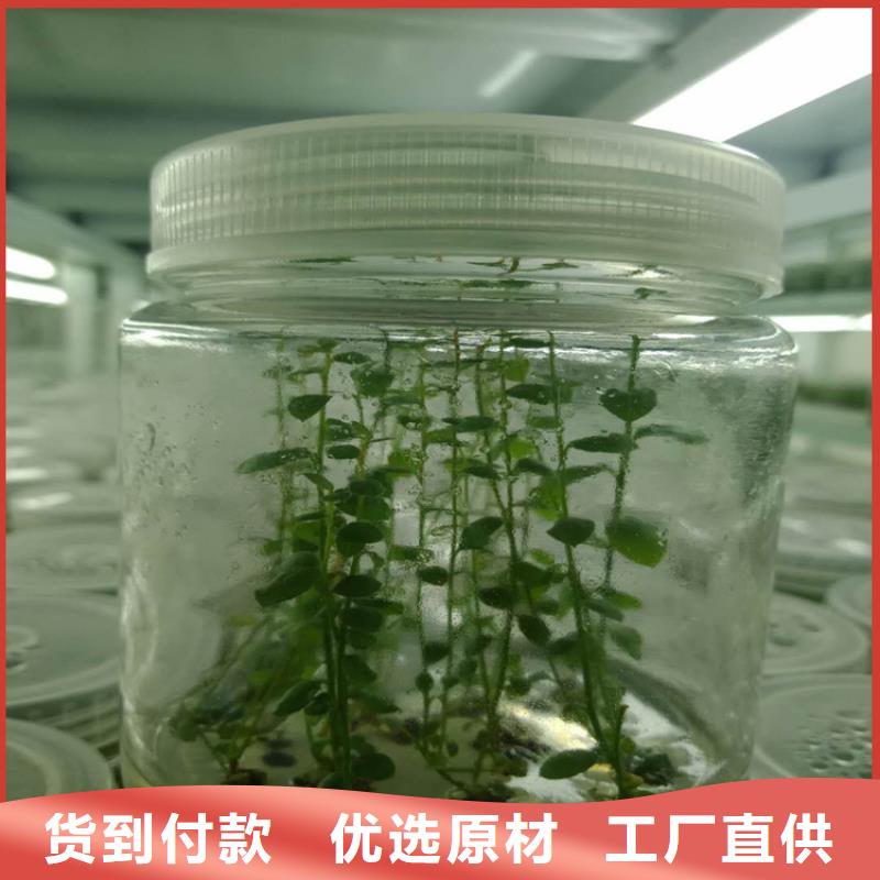 蓝莓苗_桃树苗生产经验丰富