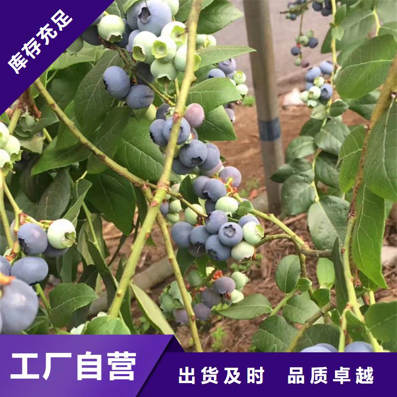 蓝莓苗_桃树苗生产经验丰富