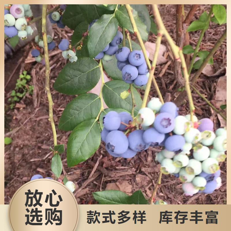 蓝莓苗_桃树苗生产经验丰富