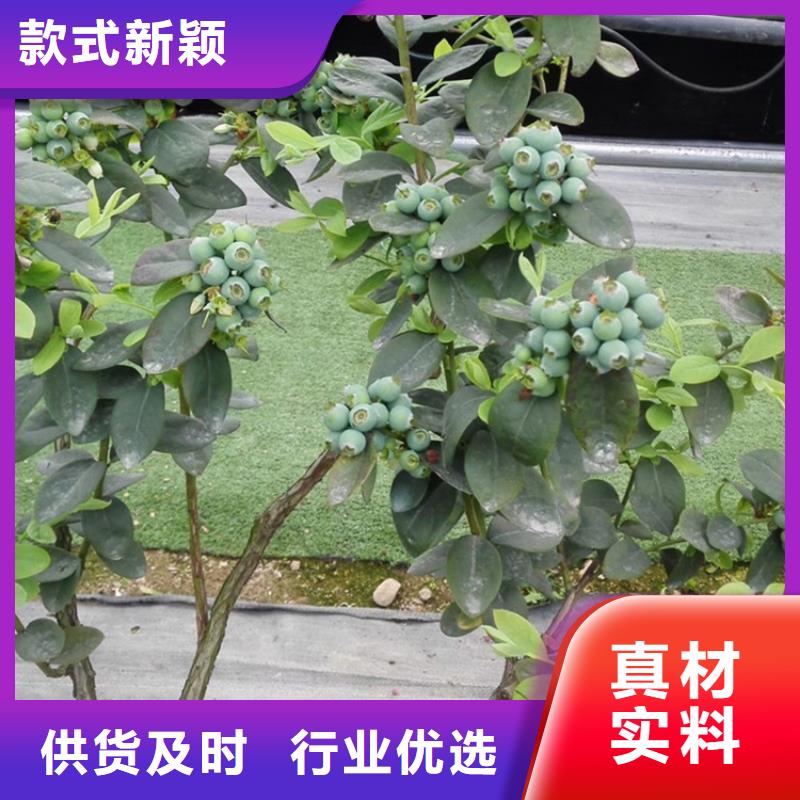 蓝莓苗-李子苗精选货源