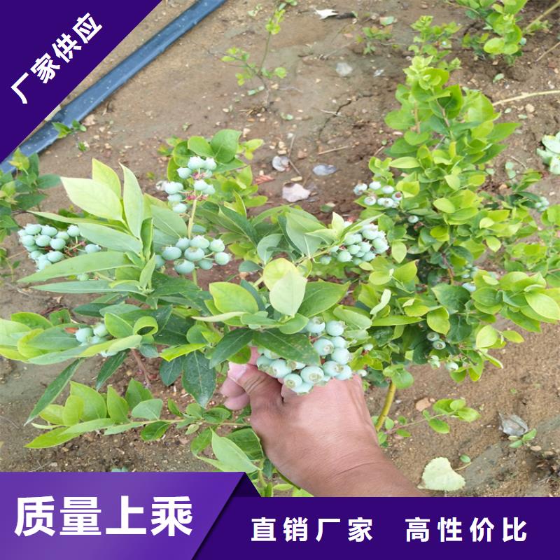 蓝莓苗-李子苗精选货源