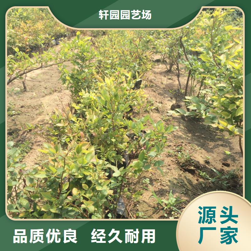 蓝莓苗_桃树苗生产经验丰富