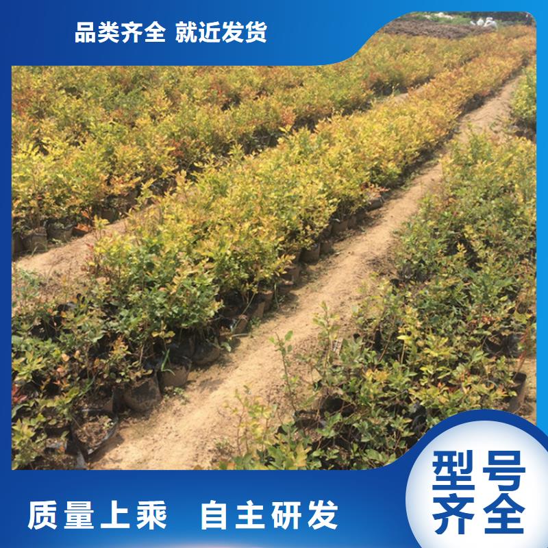 蓝莓苗-李子苗精选货源