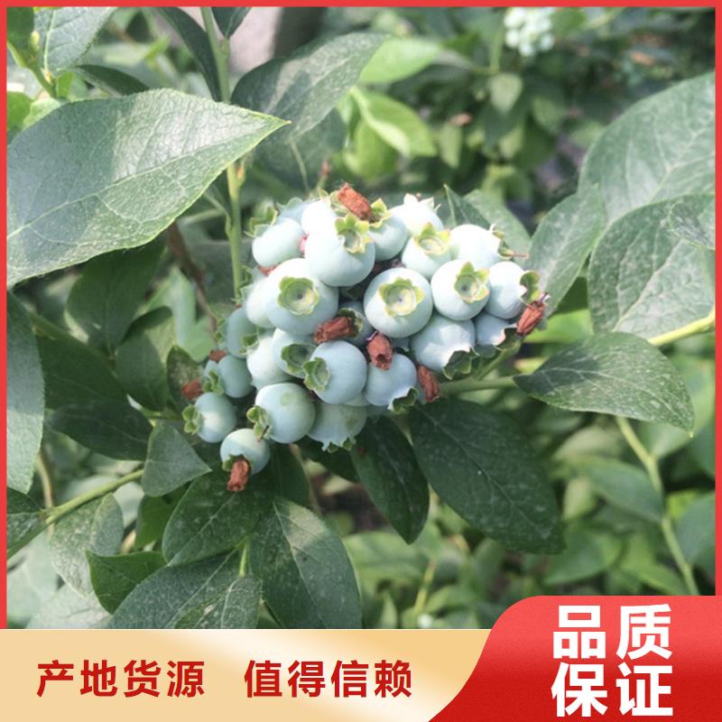 蓝莓苗_桃树苗生产经验丰富