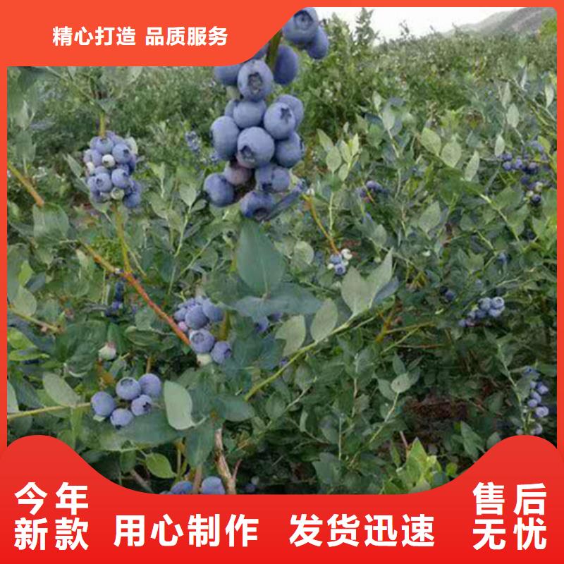 蓝莓苗-李子苗精选货源