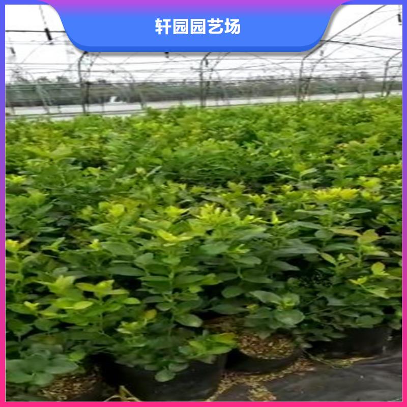 蓝莓苗_桃树苗生产经验丰富