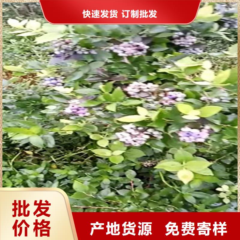 蓝莓苗_桃树苗生产经验丰富