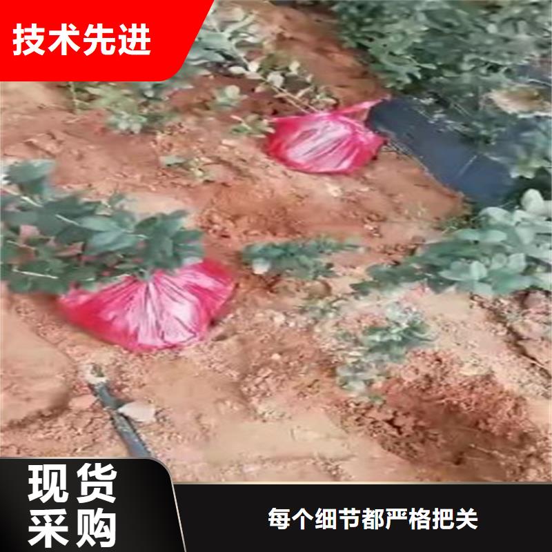 蓝莓苗_桃树苗生产经验丰富