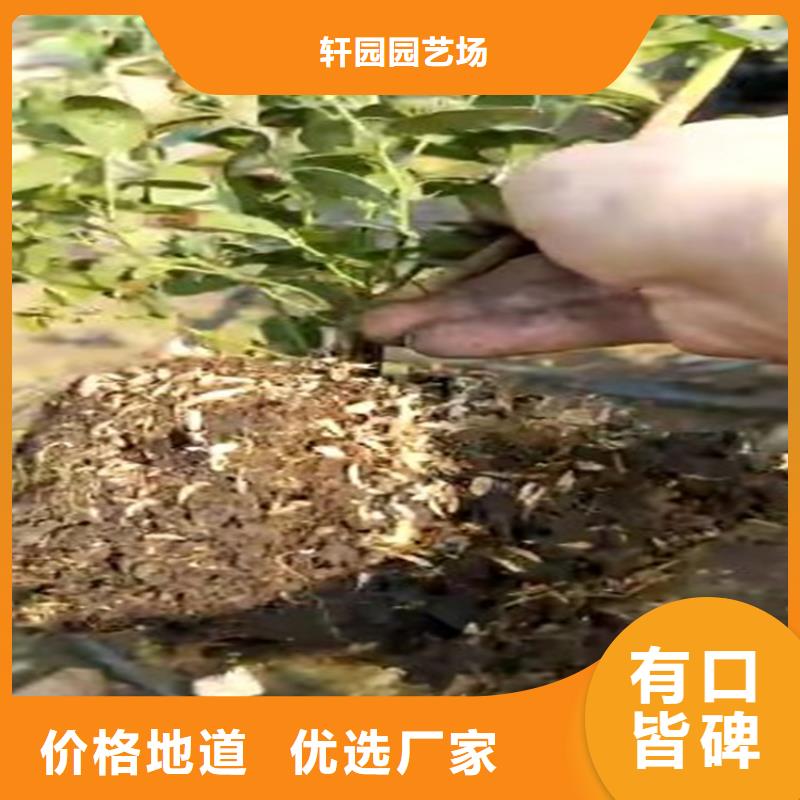 蓝莓苗_桃树苗生产经验丰富