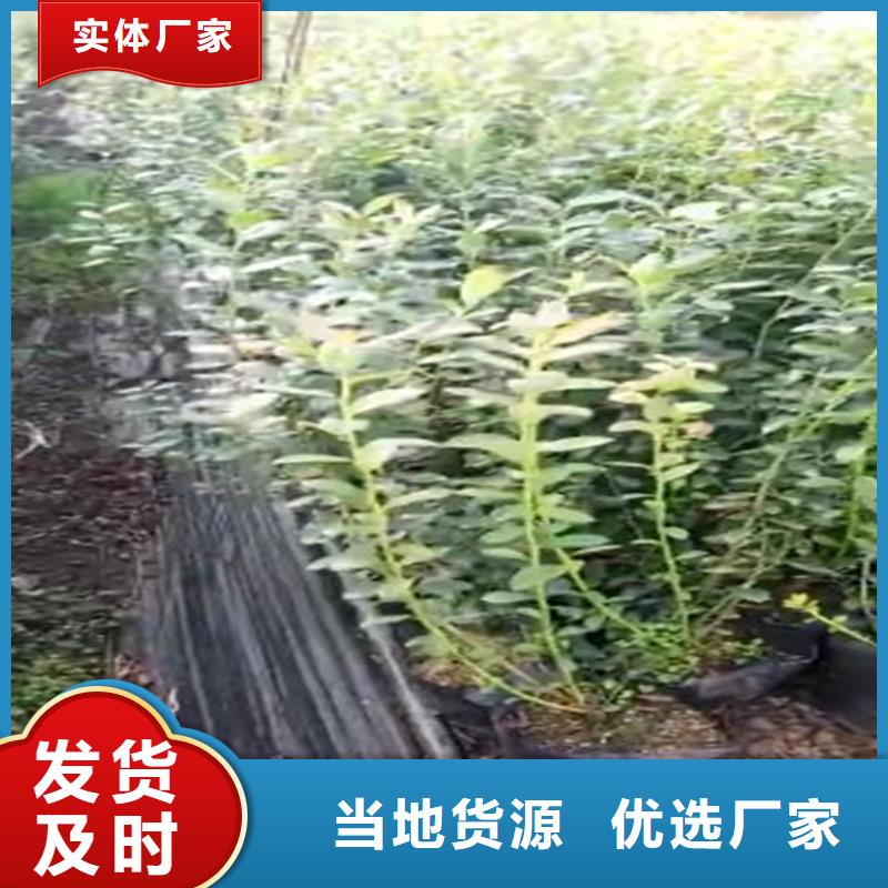 蓝莓苗_桃树苗生产经验丰富