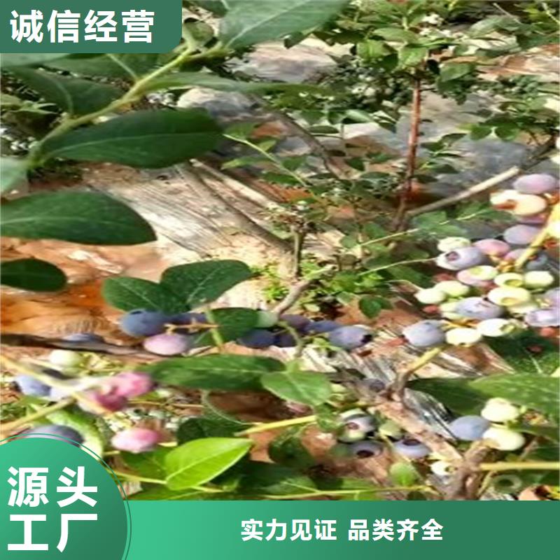 蓝莓苗-李子苗精选货源