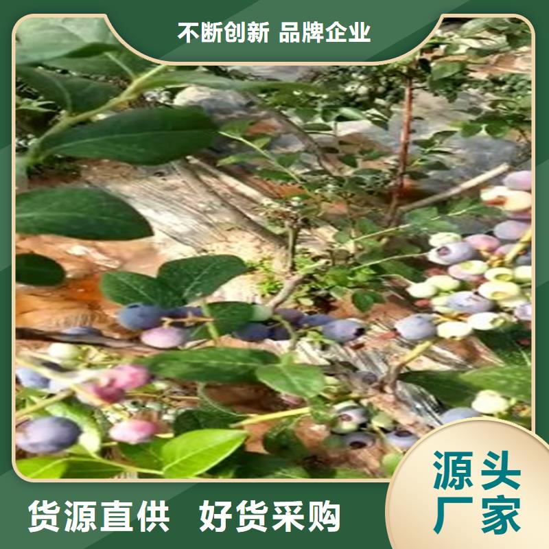 蓝莓苗_桃树苗生产经验丰富