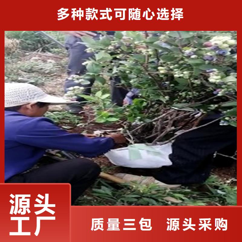 蓝莓苗_桃树苗生产经验丰富