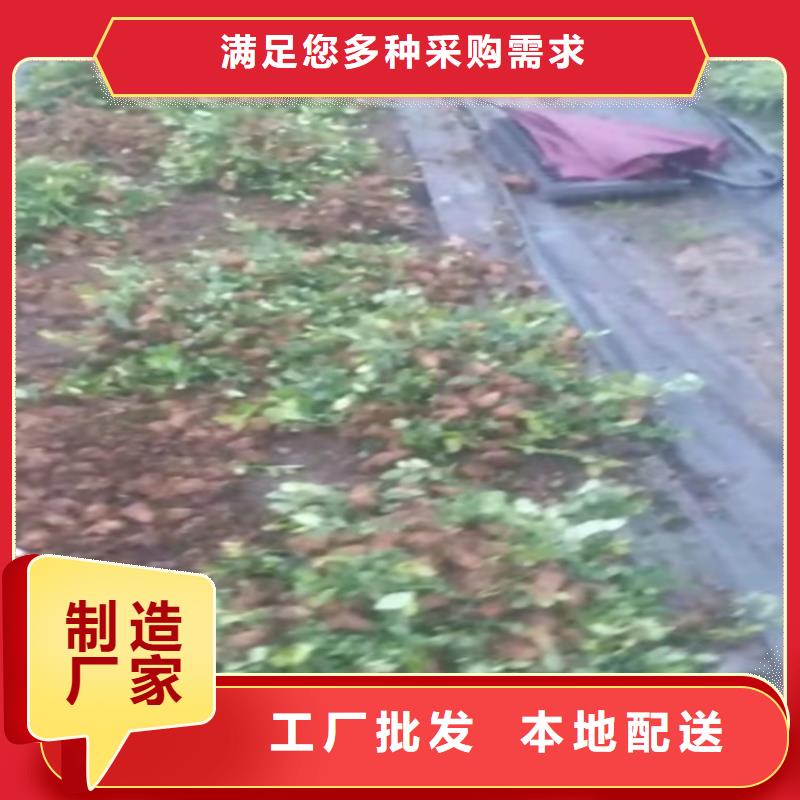 蓝莓苗_桃树苗生产经验丰富