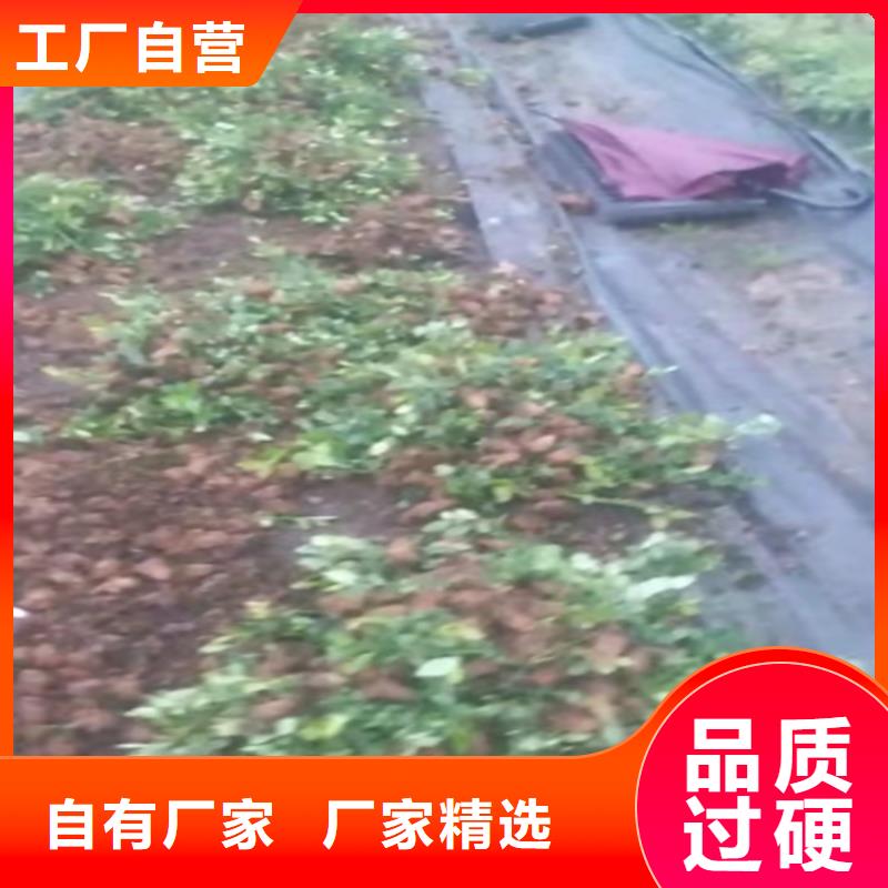 蓝莓苗-李子苗精选货源