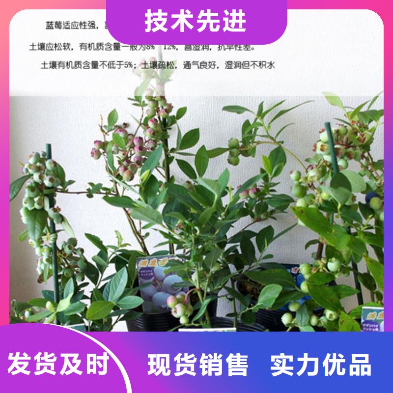 蓝莓苗_桃树苗生产经验丰富