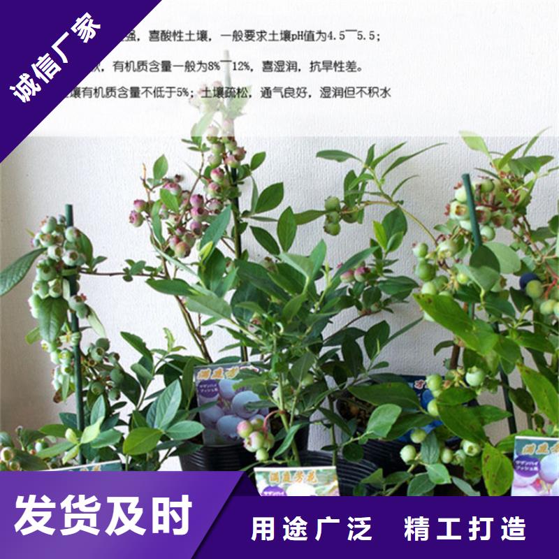 蓝莓苗-李子苗精选货源