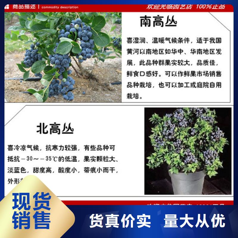 蓝莓苗_桃树苗生产经验丰富