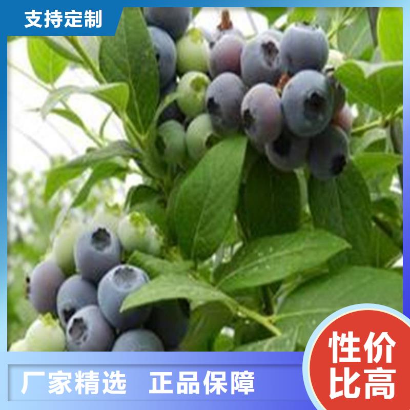 蓝莓苗_桃树苗生产经验丰富